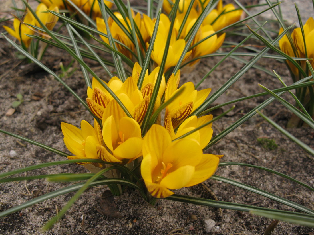 Image of Crocus chrysanthus specimen.