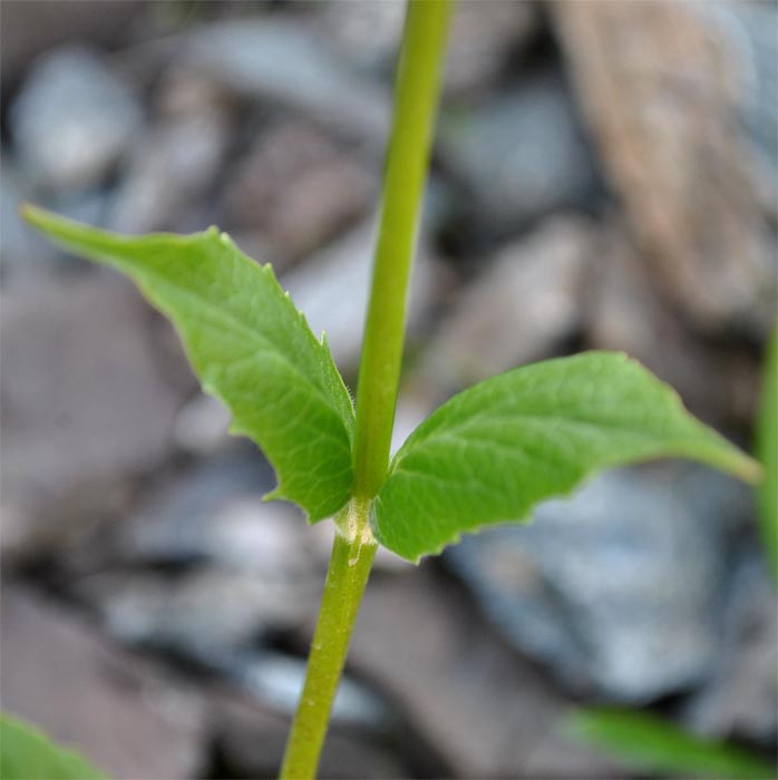 Изображение особи Valeriana alpestris.