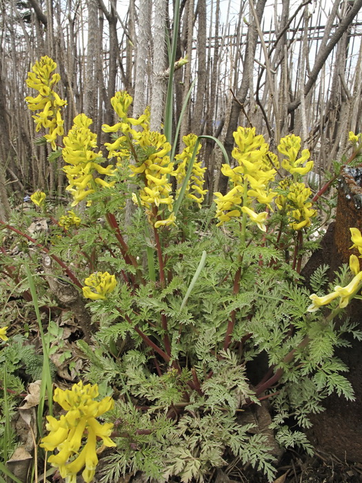 Image of Corydalis speciosa specimen.