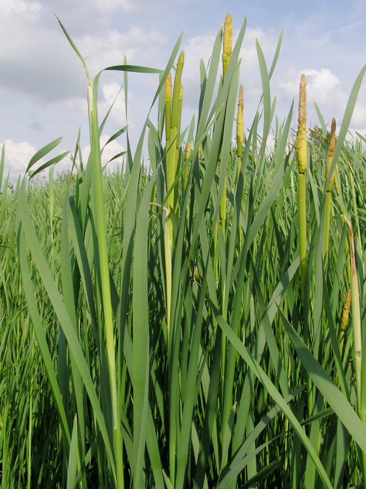 Image of Typha latifolia specimen.