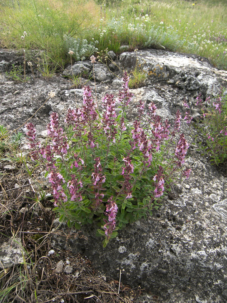 Image of Teucrium nuchense specimen.