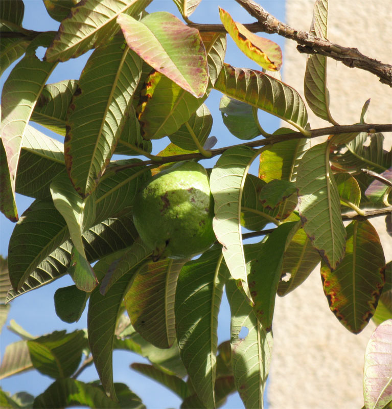 Image of Psidium guajava specimen.