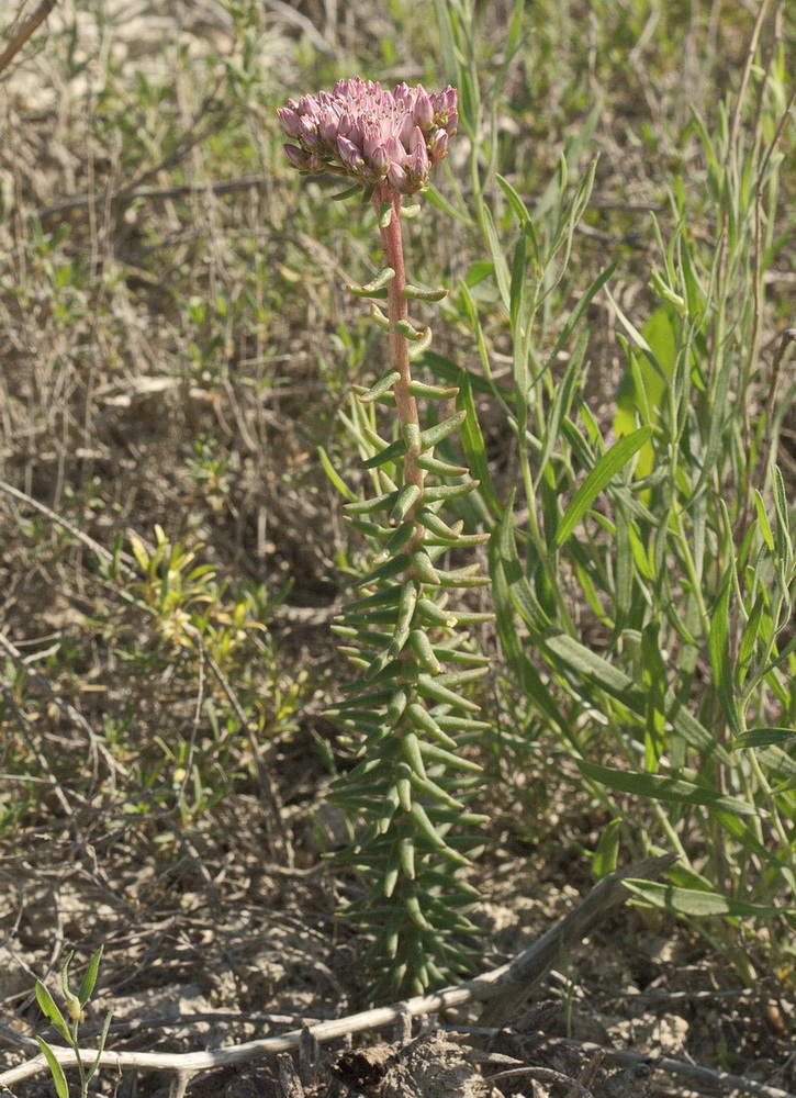 Image of Pseudosedum lievenii specimen.