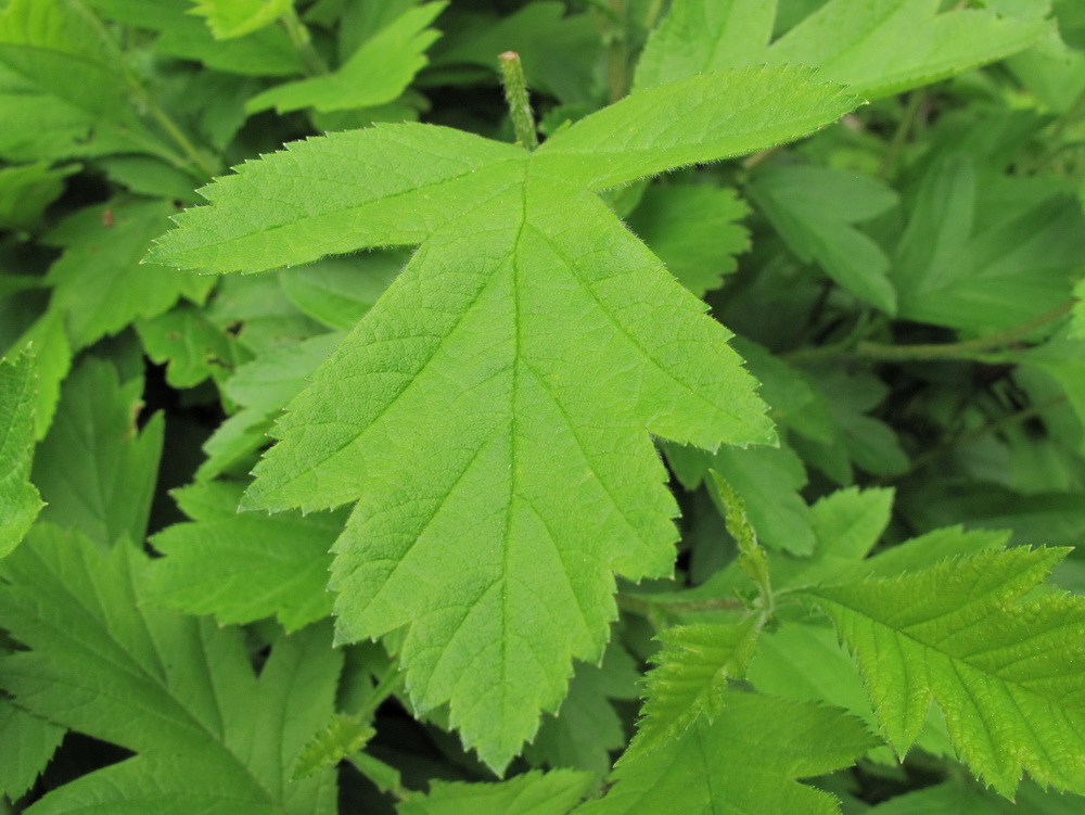 Image of Crataegus sanguinea specimen.