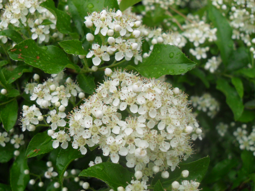 Изображение особи Pyracantha coccinea.