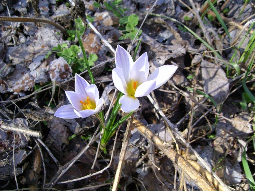 Изображение особи Crocus reticulatus.