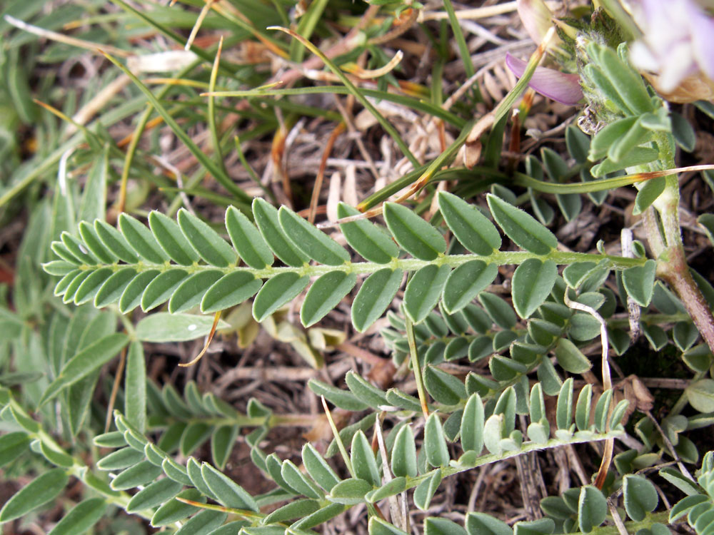 Изображение особи Astragalus tibetanus.