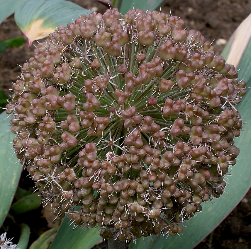 Image of Allium karataviense specimen.