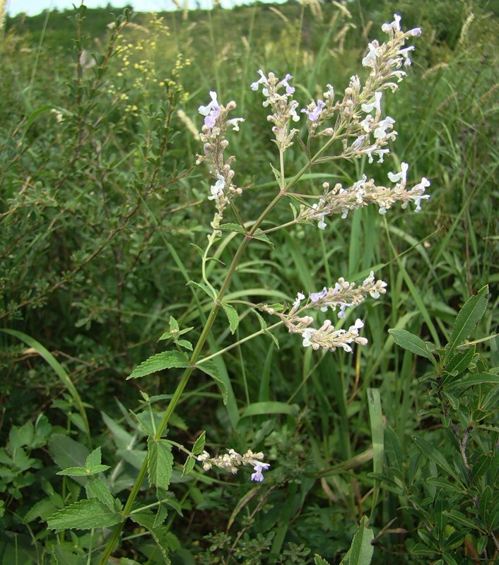 Image of Nepeta nuda specimen.