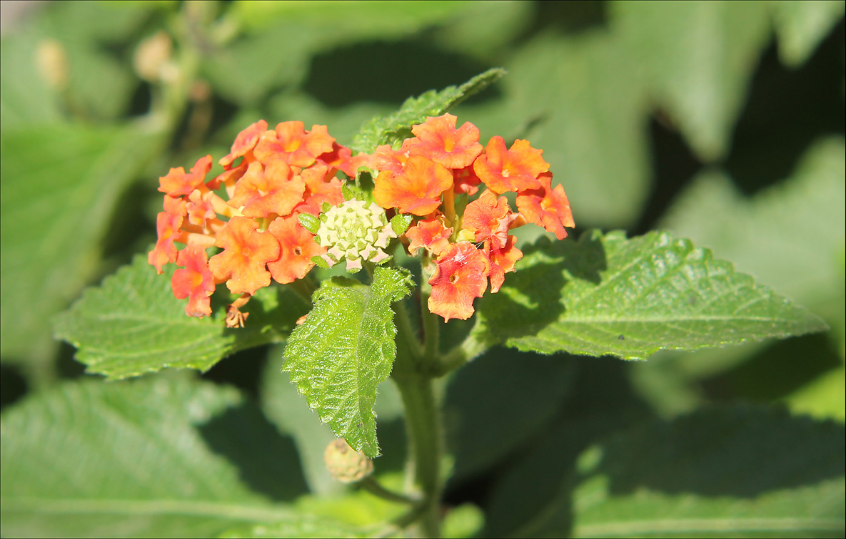 Изображение особи Lantana camara.