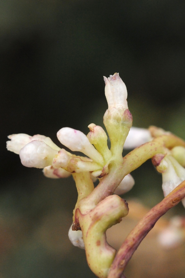 Image of Cuscuta engelmanii specimen.