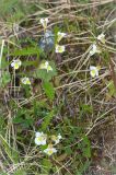 Pinguicula alpina. Цветущие растения. Кольский п-ов, Хибины, подножие у южного склона массива Кукисвумчорр, дорога вдоль р. Вудъяврйок. 17.06.2013.