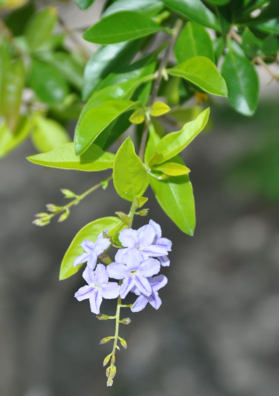 Image of Duranta erecta specimen.