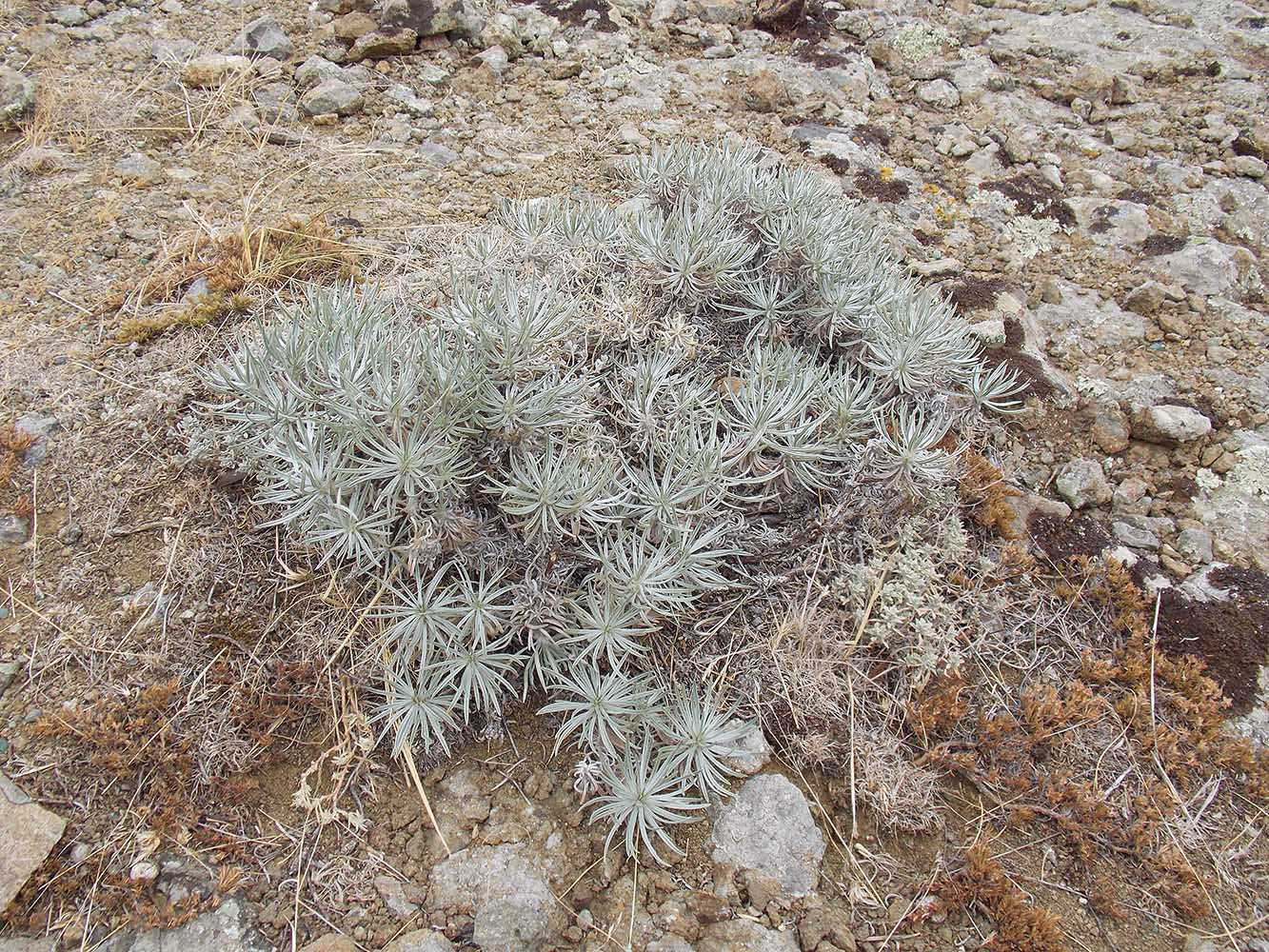 Image of Onosma polyphylla specimen.