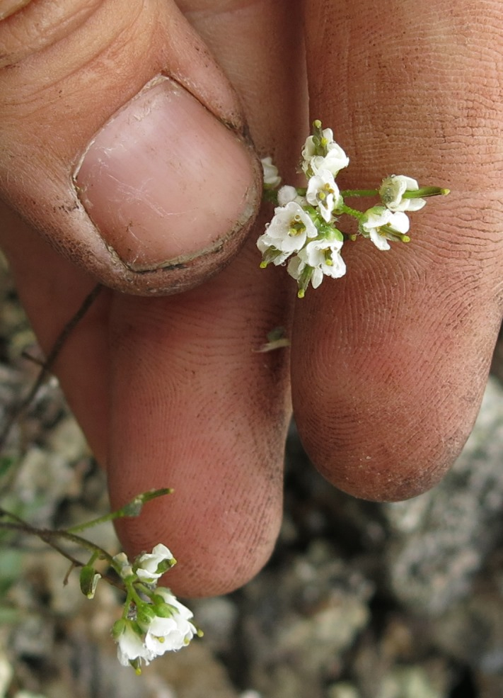 Image of Draba nivalis specimen.