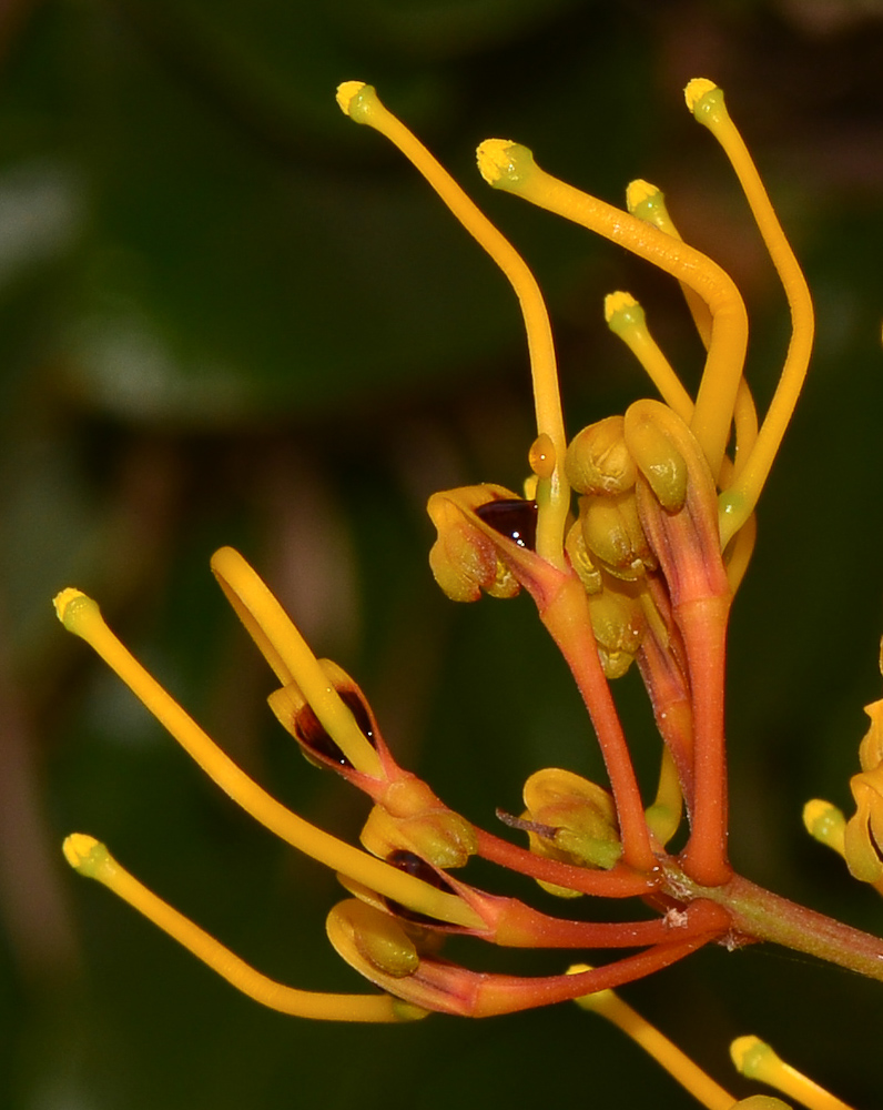 Image of Grevillea robusta specimen.