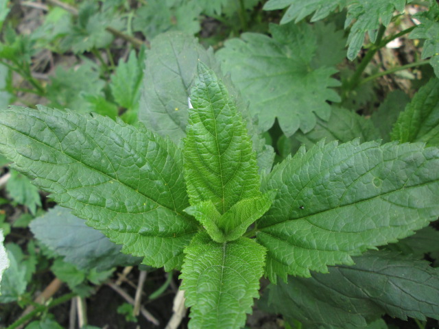 Изображение особи Scrophularia nodosa.