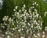 Amelanchier ovalis