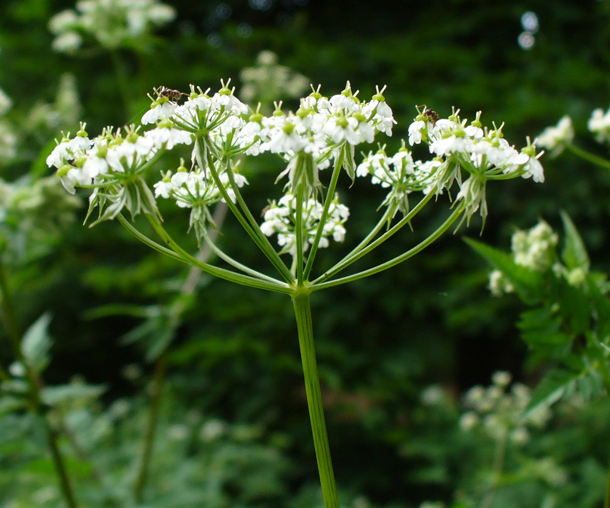 Изображение особи Anthriscus sylvestris.