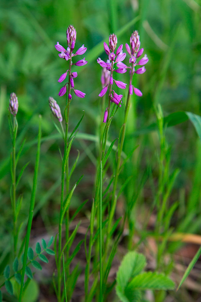 Image of genus Polygala specimen.