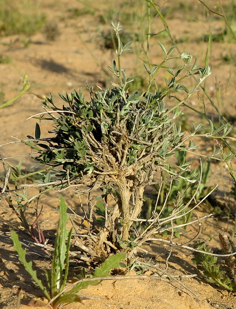 Изображение особи Argyrolobium uniflorum.