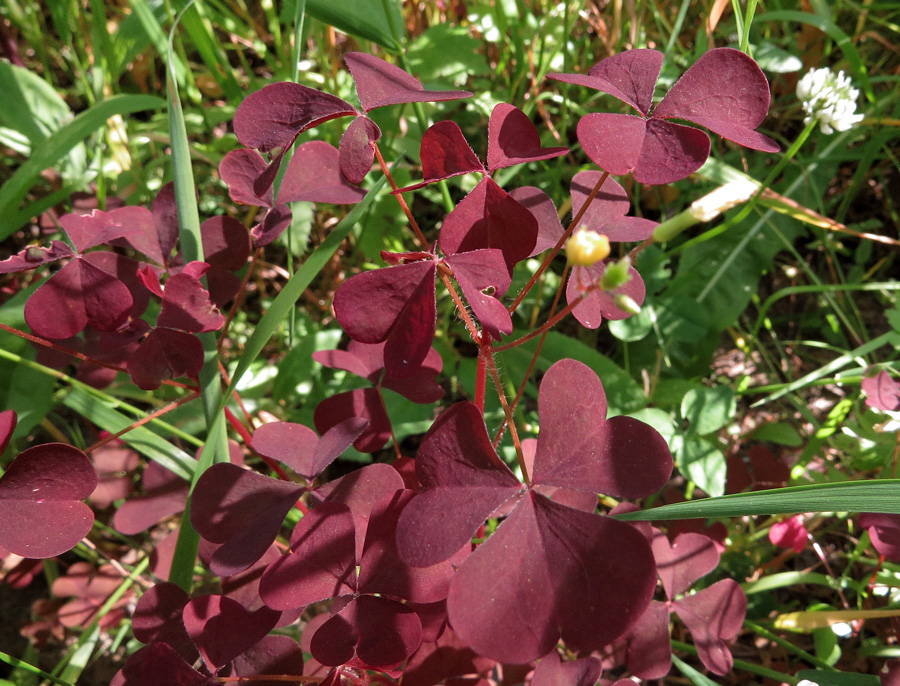 Image of Oxalis stricta specimen.