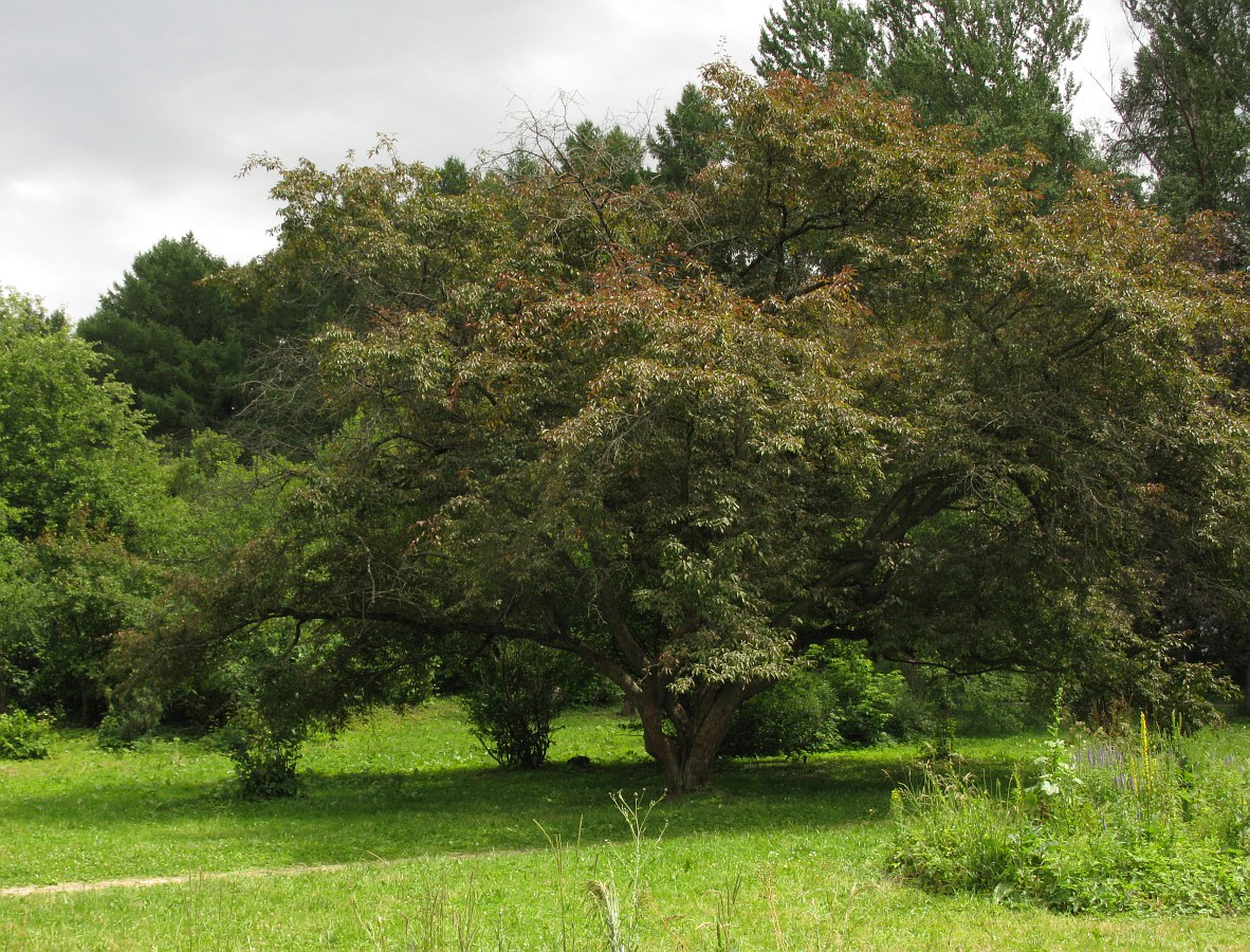 Image of Malus niedzwetzkyana specimen.