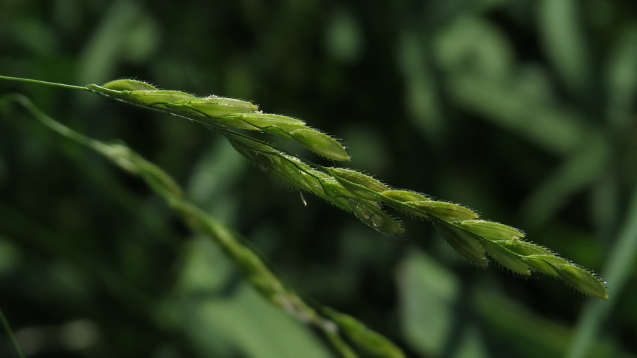 Image of Leersia oryzoides specimen.