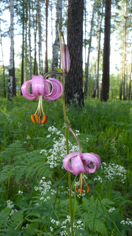 Image of Lilium pilosiusculum specimen.