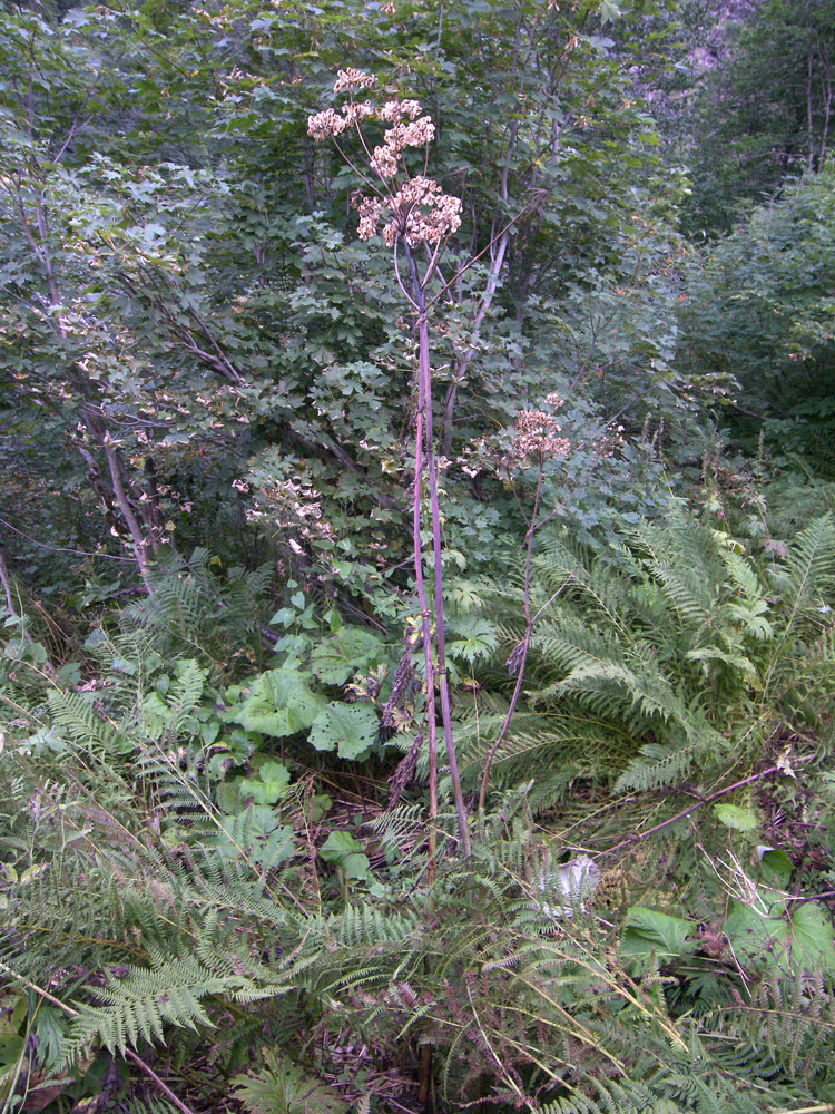 Image of Angelica purpurascens specimen.