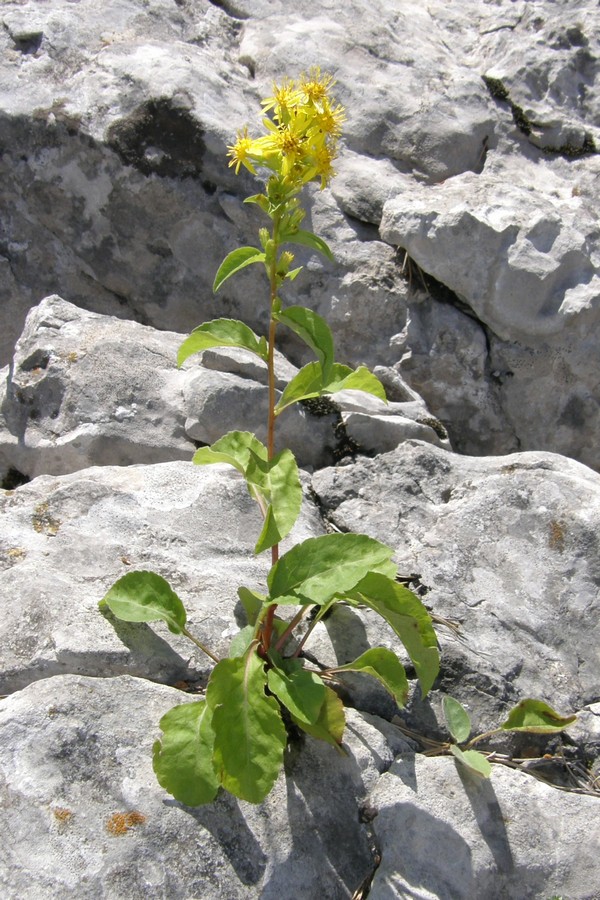 Изображение особи Solidago virgaurea ssp. jailarum.