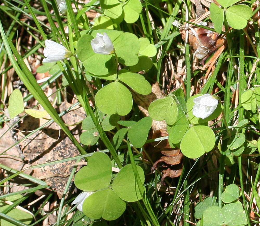 Image of Oxalis acetosella specimen.