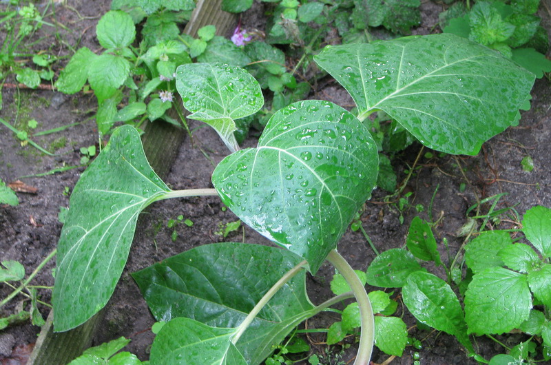 Image of Datura innoxia specimen.