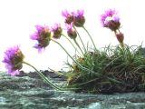 Armeria maritima. Цветущее растение.