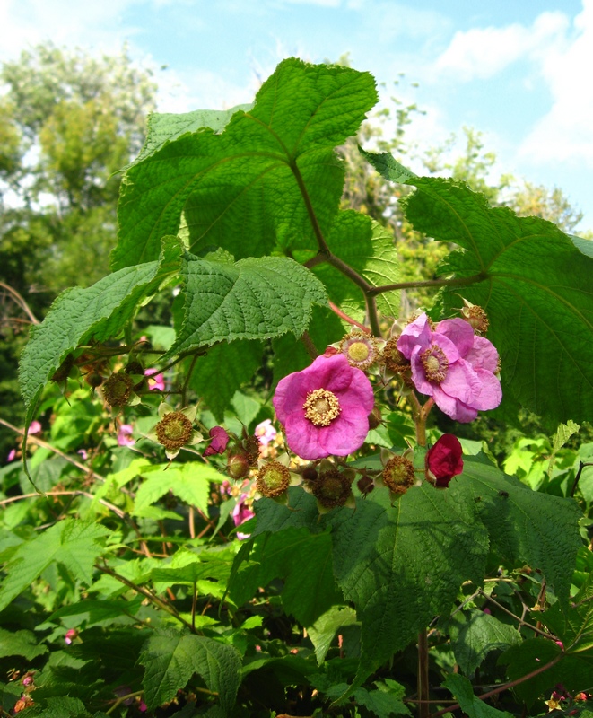 Изображение особи Rubus odoratus.