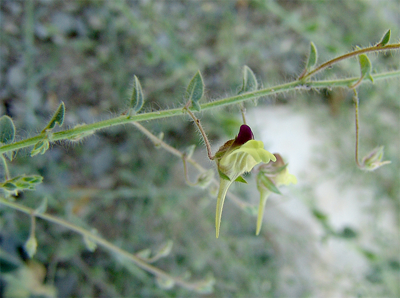 Image of Kickxia caucasica specimen.