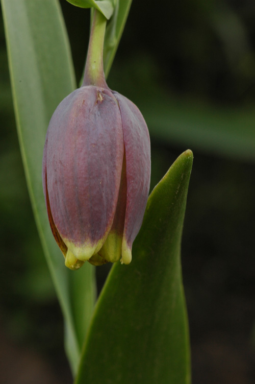 Image of Fritillaria uva-vulpis specimen.