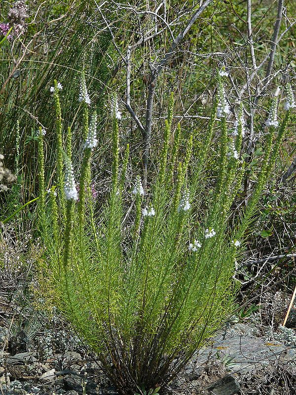 Изображение особи Veronica pinnata.