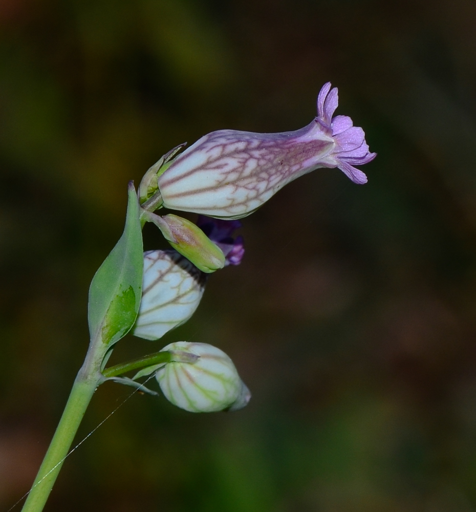 Image of Silene behen specimen.