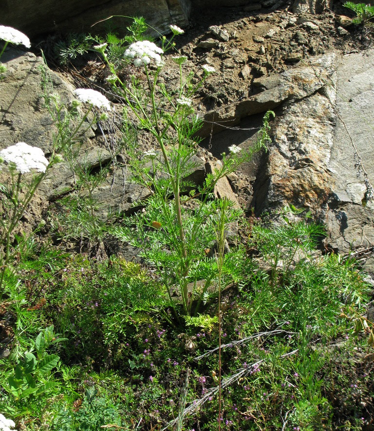 Image of Kitagawia baicalensis specimen.