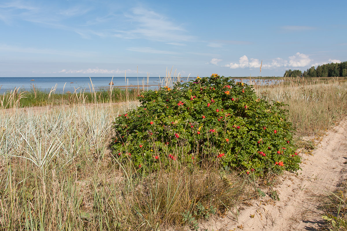 Image of Rosa rugosa specimen.