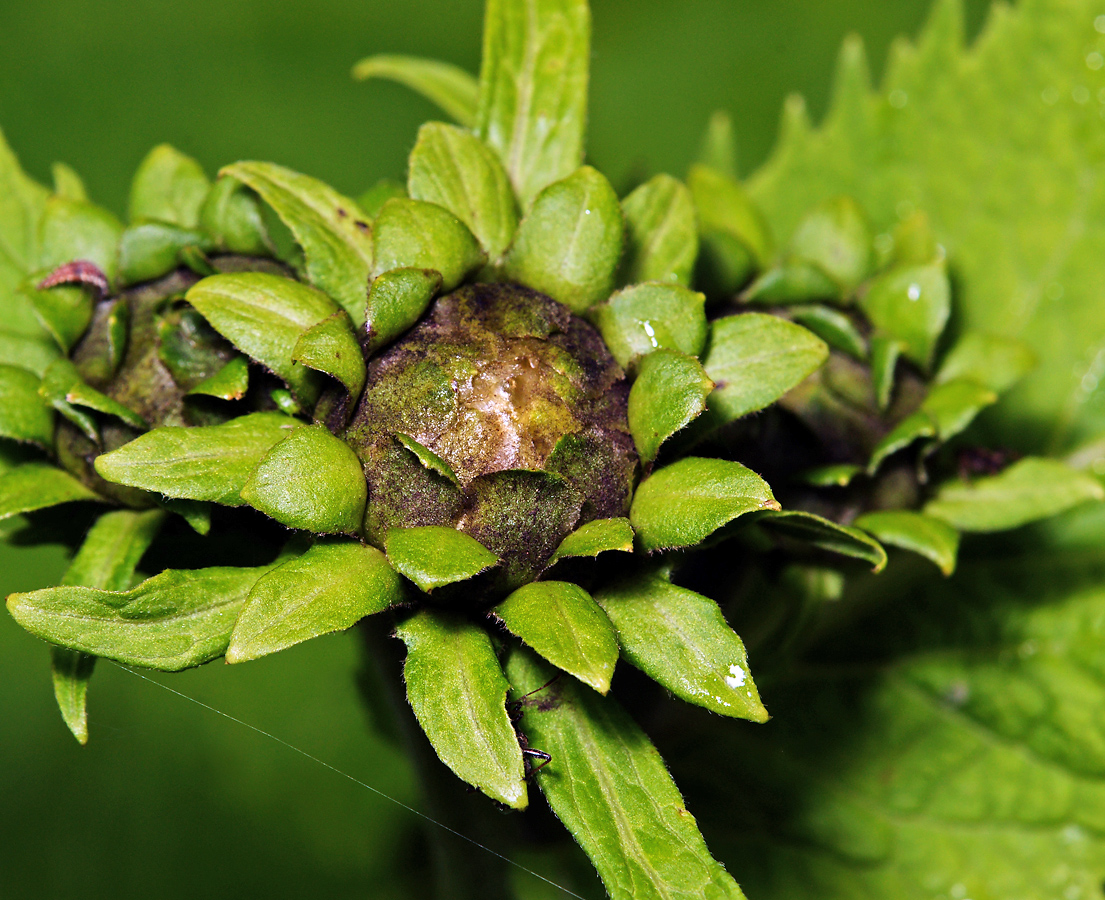 Image of Telekia speciosa specimen.