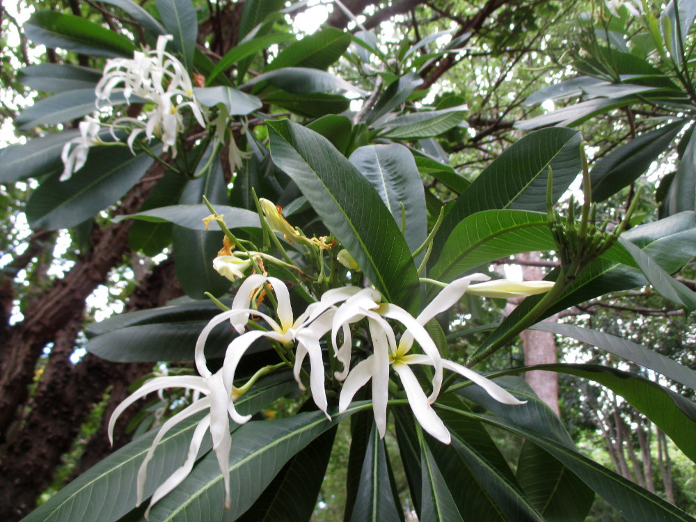 Image of Plumeria &times; stenopetala specimen.