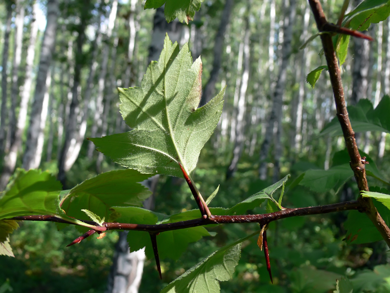 Изображение особи Crataegus chlorocarpa.