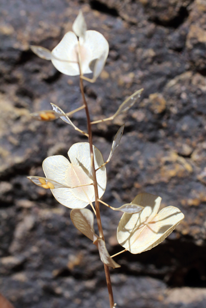 Image of Neurotropis kotschyana specimen.