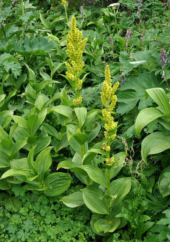 Image of Veratrum lobelianum specimen.