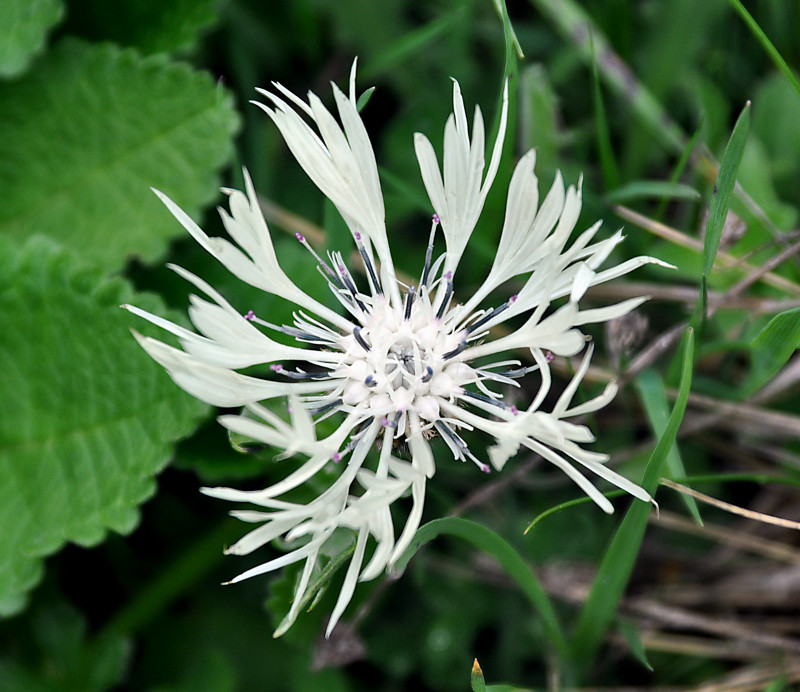 Image of Centaurea cheiranthifolia specimen.