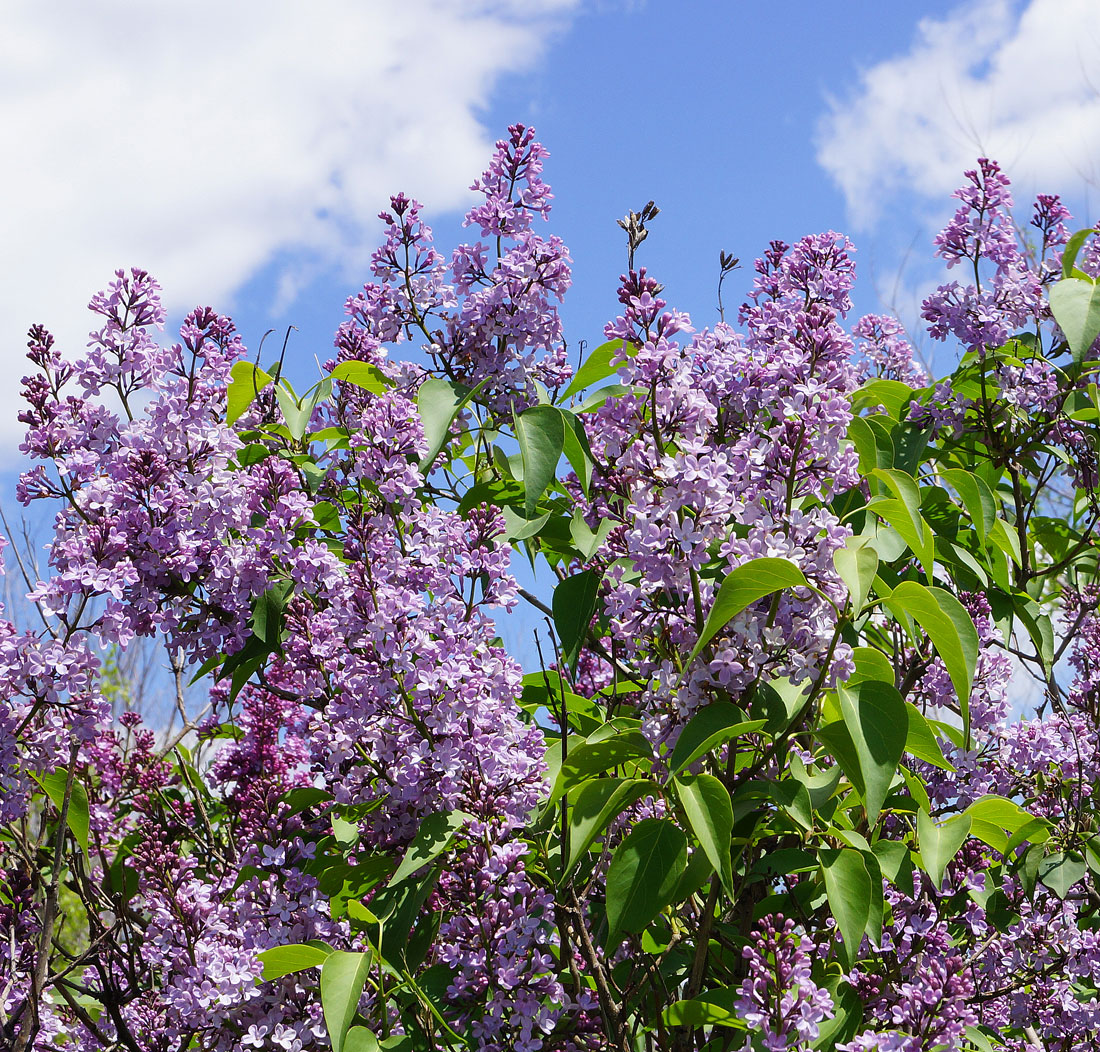 Image of Syringa vulgaris specimen.