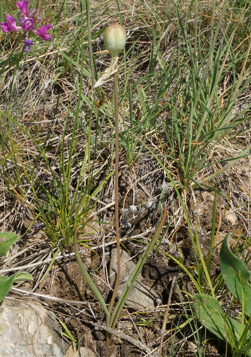 Image of Tulipa patens specimen.