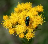 Galatella linosyris. Общее соцветие с кормящейся мухой (Lucillia sp.). Украина, Хмельницкая обл., г. Каменец-Подольский, склон к р. Смотрич. 25 августа 2008 г.